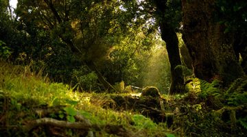 El pecado y la Luz