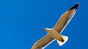 ¿Cómo vamos a volar?
