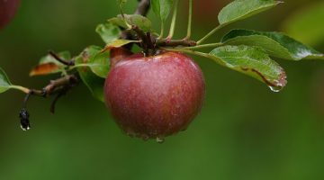 Frutas ricas, frutas pochas