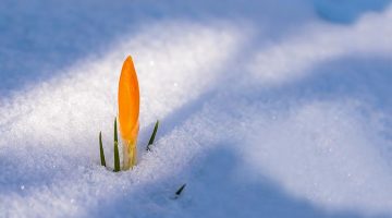 Toques del alma (LIV)