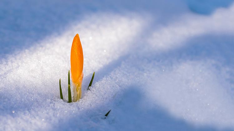 Despertar de la primavera