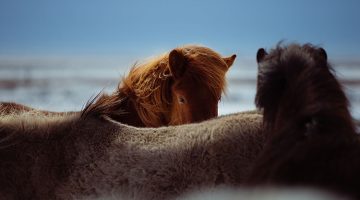 La fuerza de nuestros caballos