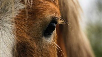 ¿Qué culpa tenía el caballo?