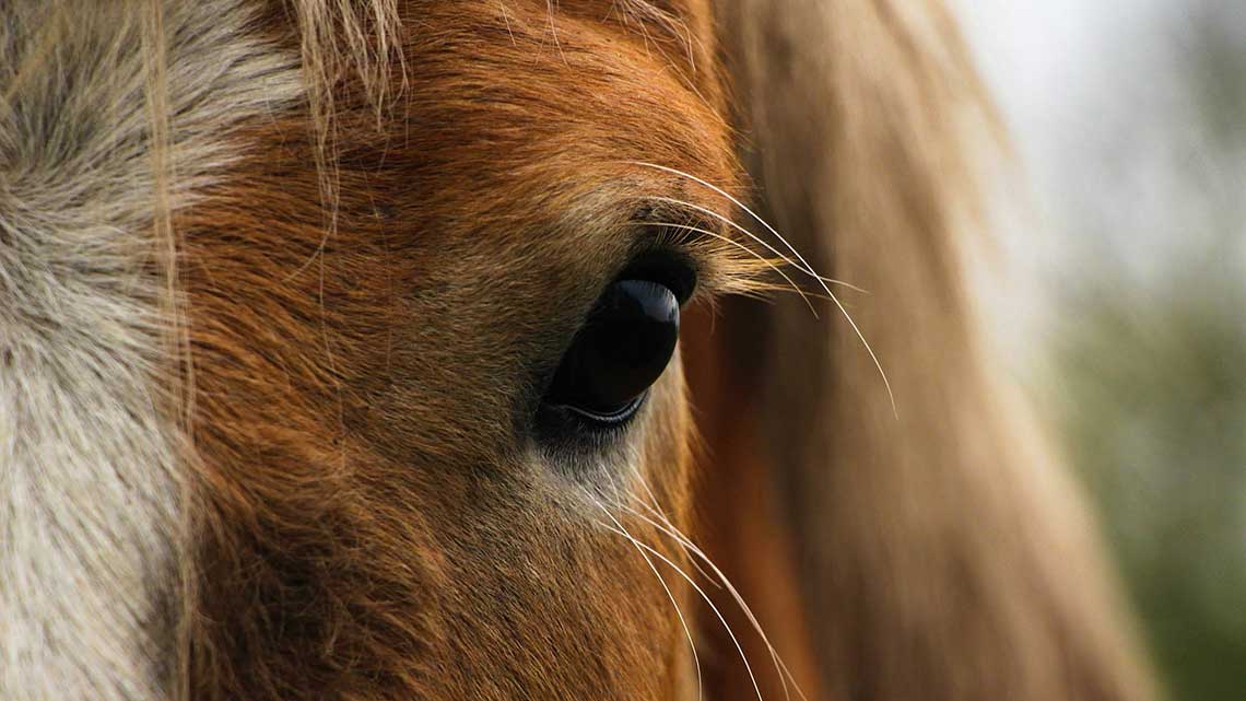 ¿Qué culpa tenía el caballo?
