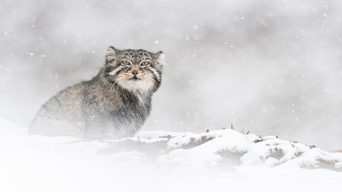 El leopardo de las nieves