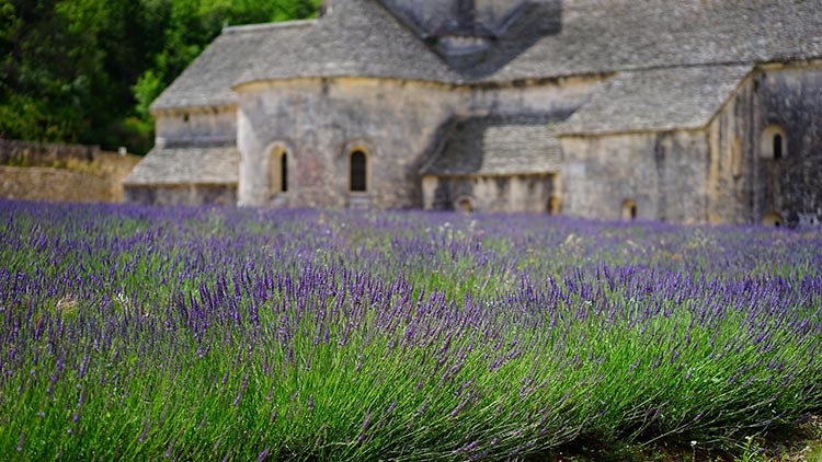 Campo de lavanda junto a la abadía de Sénanque